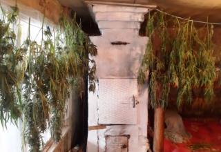 Более 800 граммов конопли и марихуаны изъяли полицейские у жителей Гусь-Хрустального