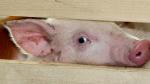 Африканская чума свиней: памятка населению