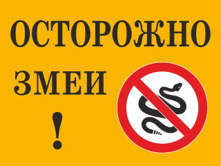 На центральном пляже Гусь-Хрустального появились змеи. Будьте осторожны при встрече с ними!