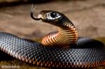 Правила поведения при встрече со змеями и оказание первой помощи при укусе змей